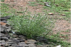 Leucas longifolia